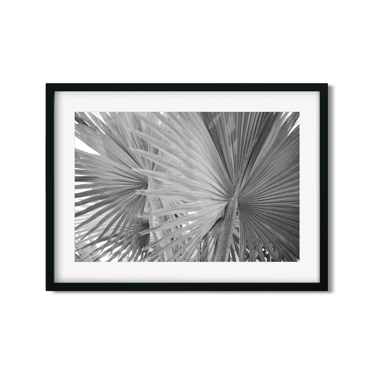 FAN PALM NO. 3