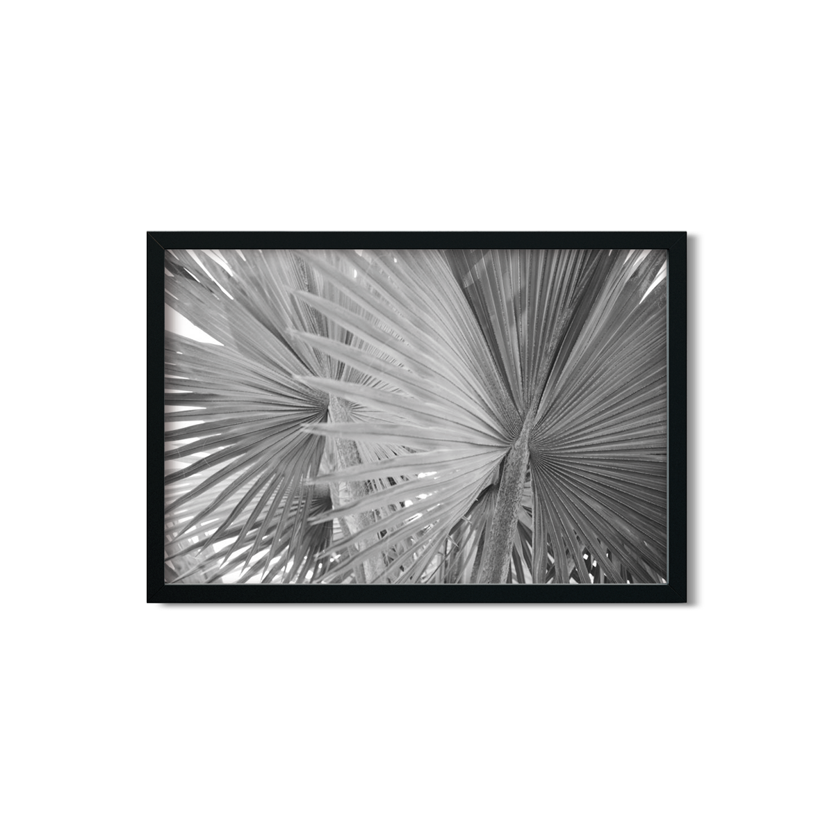 FAN PALM NO. 3