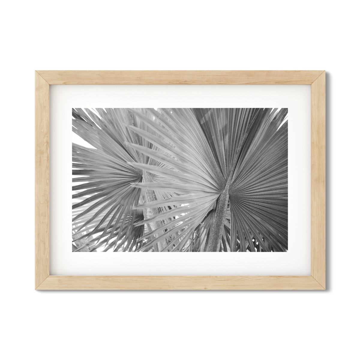 FAN PALM NO. 3