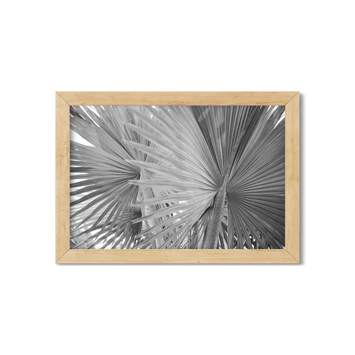 FAN PALM NO. 3