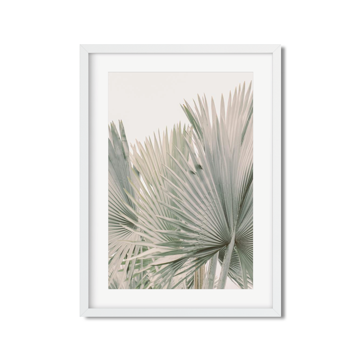 FAN PALM NO. 6