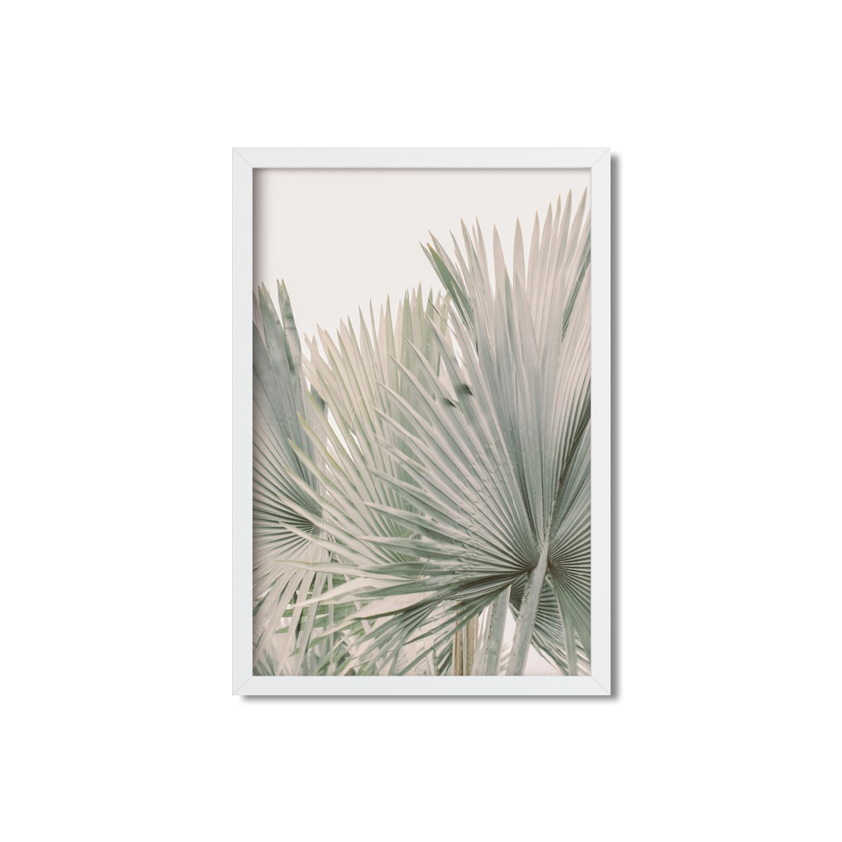 FAN PALM NO. 6