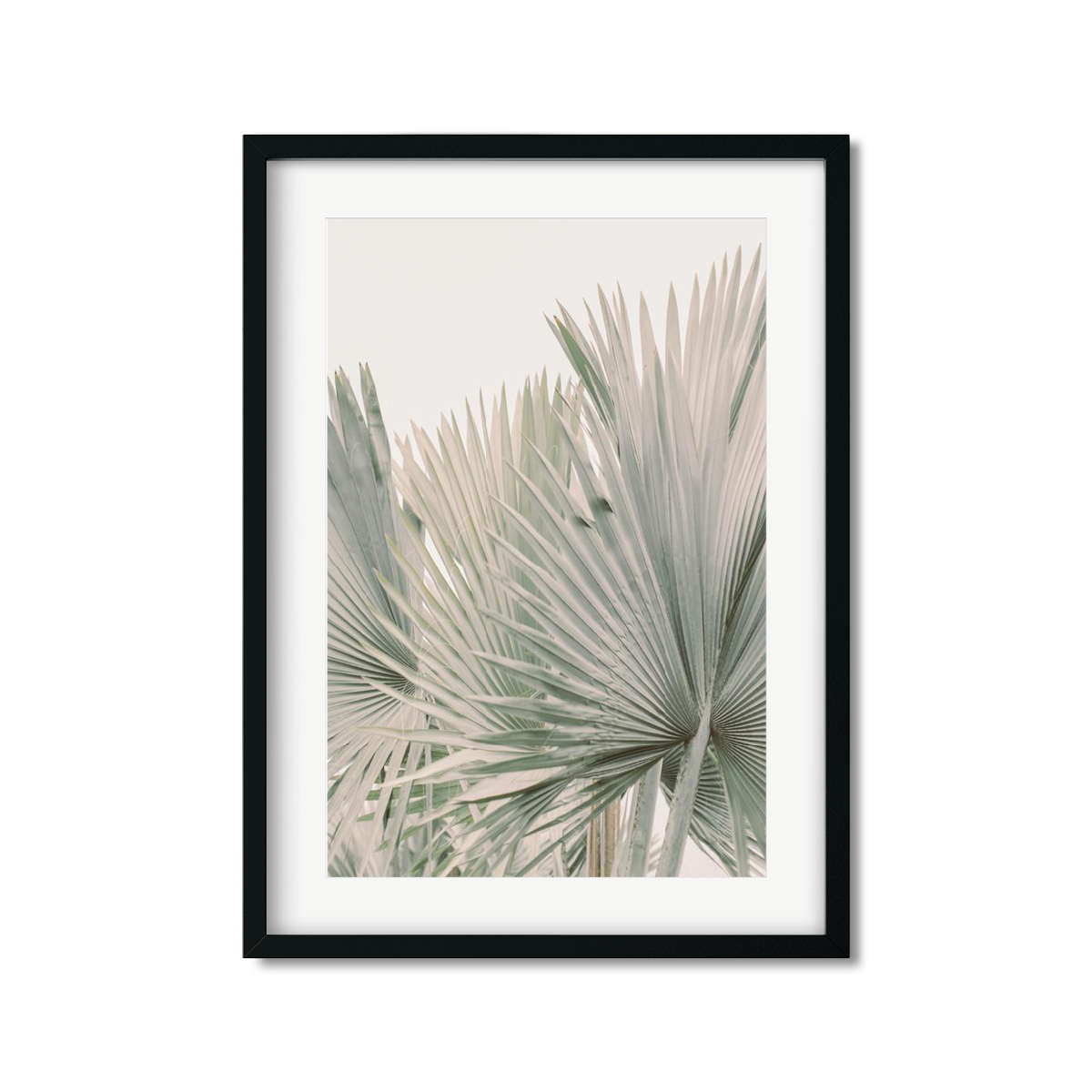 FAN PALM NO. 6