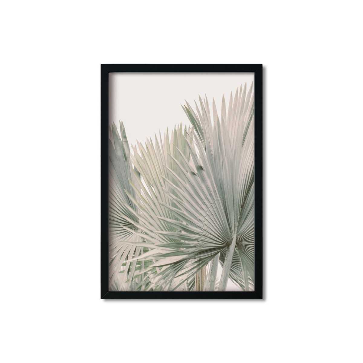FAN PALM NO. 6
