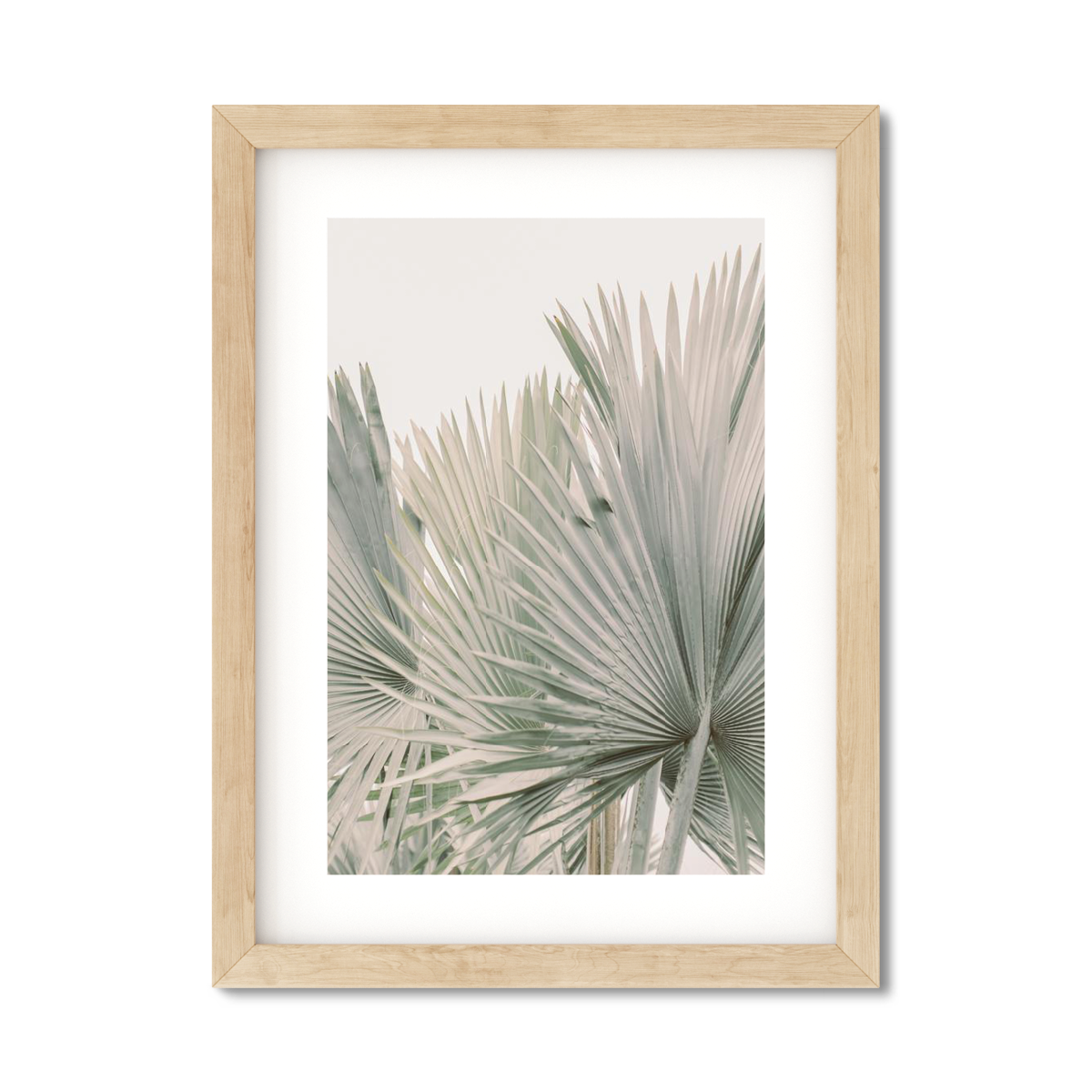 FAN PALM NO. 6