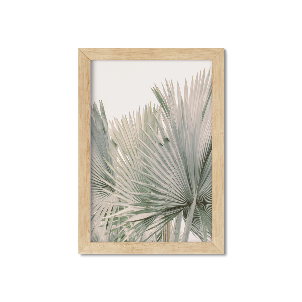 FAN PALM NO. 6
