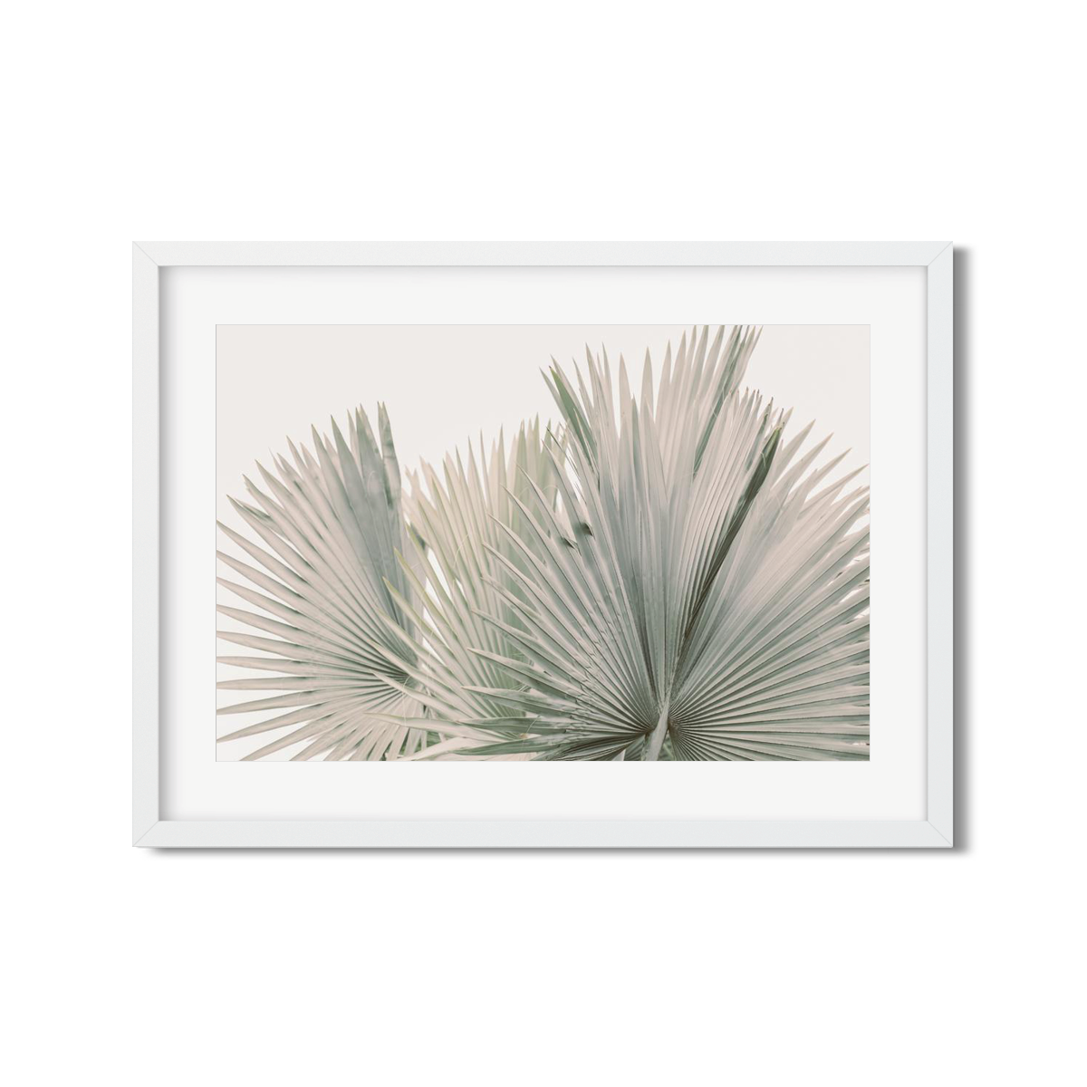 FAN PALM NO. 7