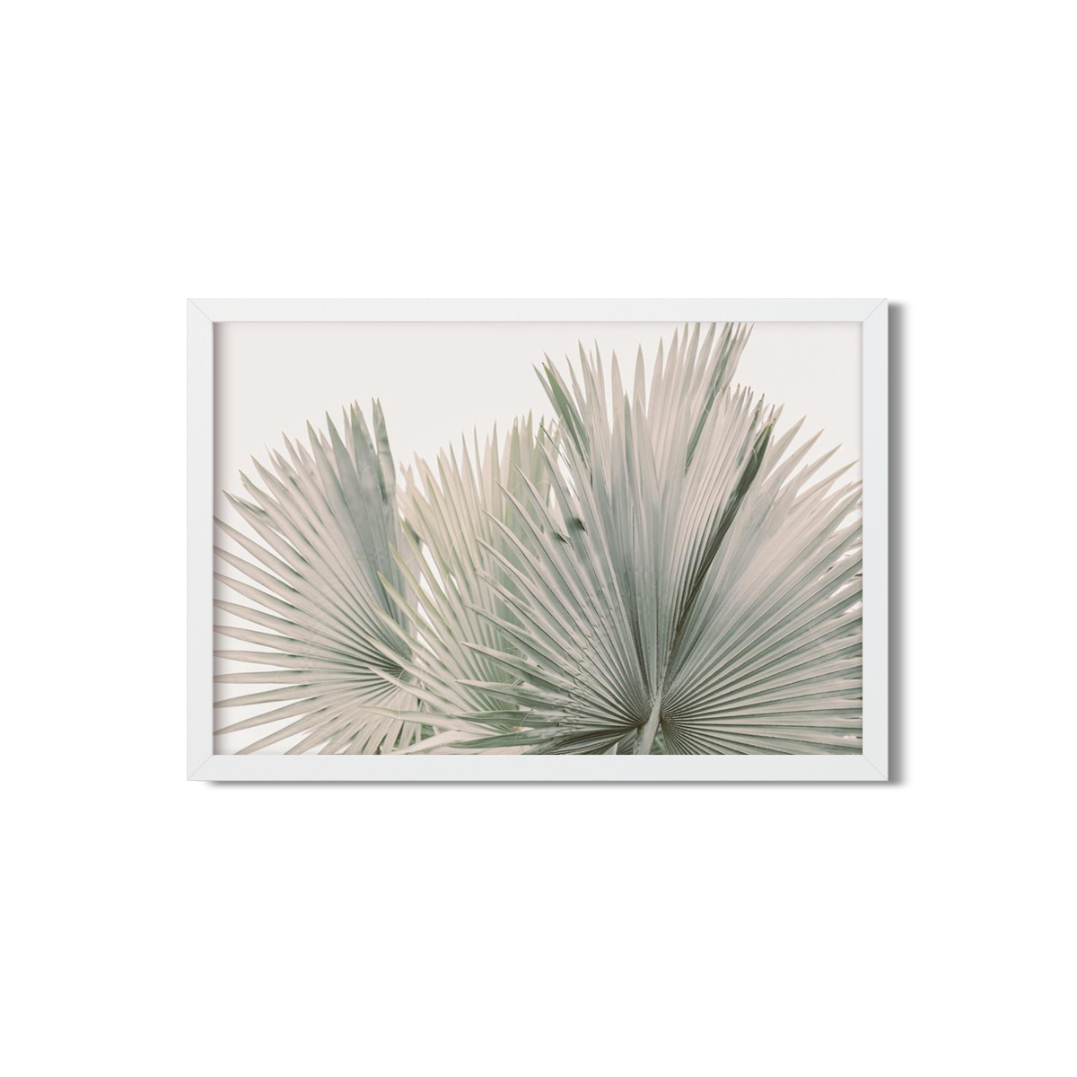 FAN PALM NO. 7
