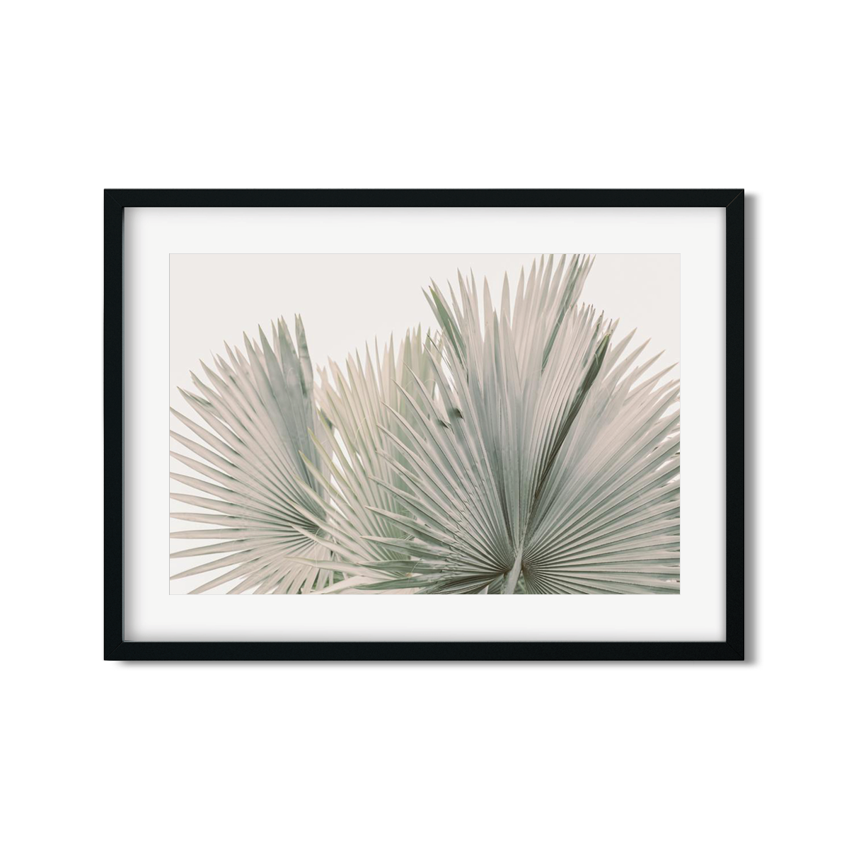 FAN PALM NO. 7
