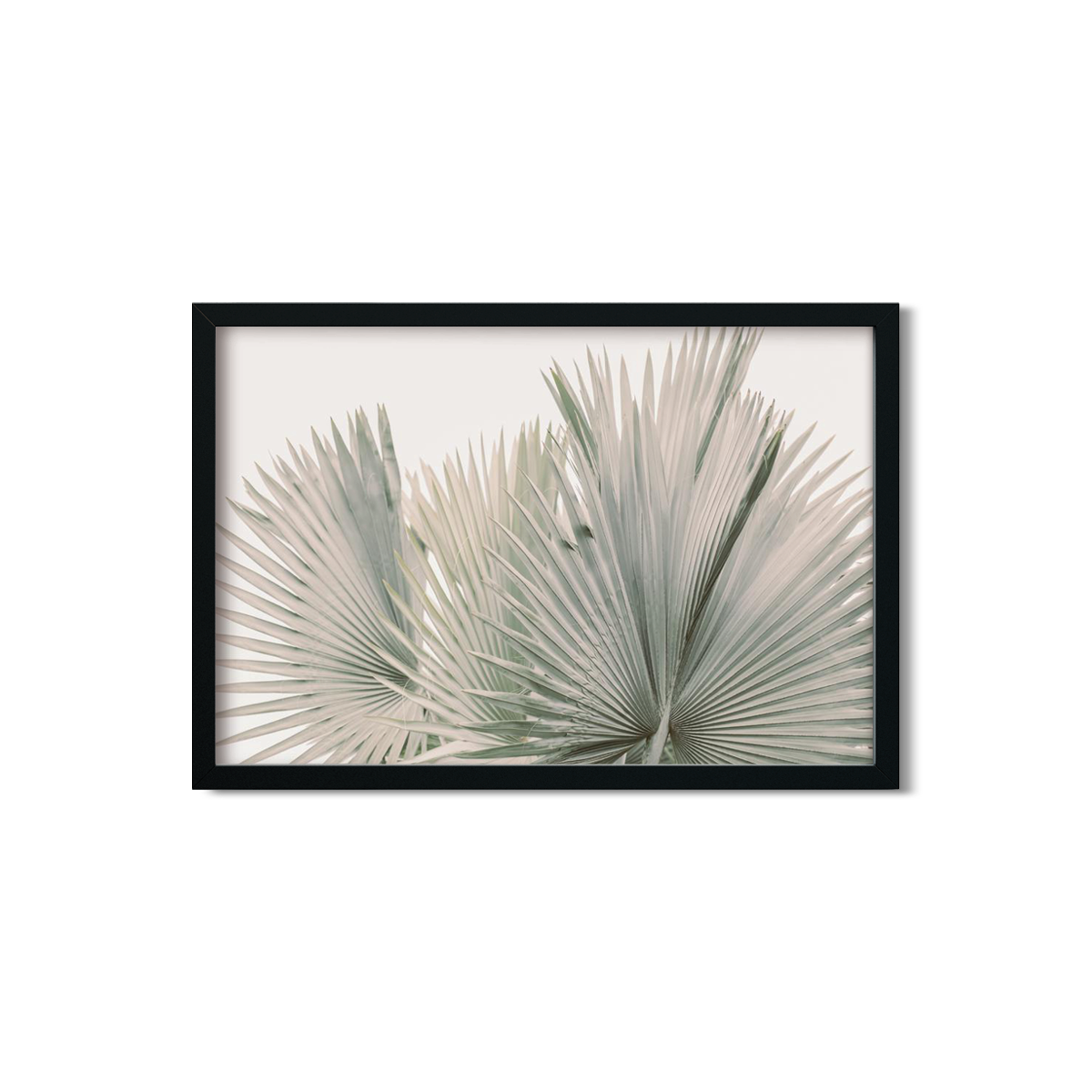 FAN PALM NO. 7