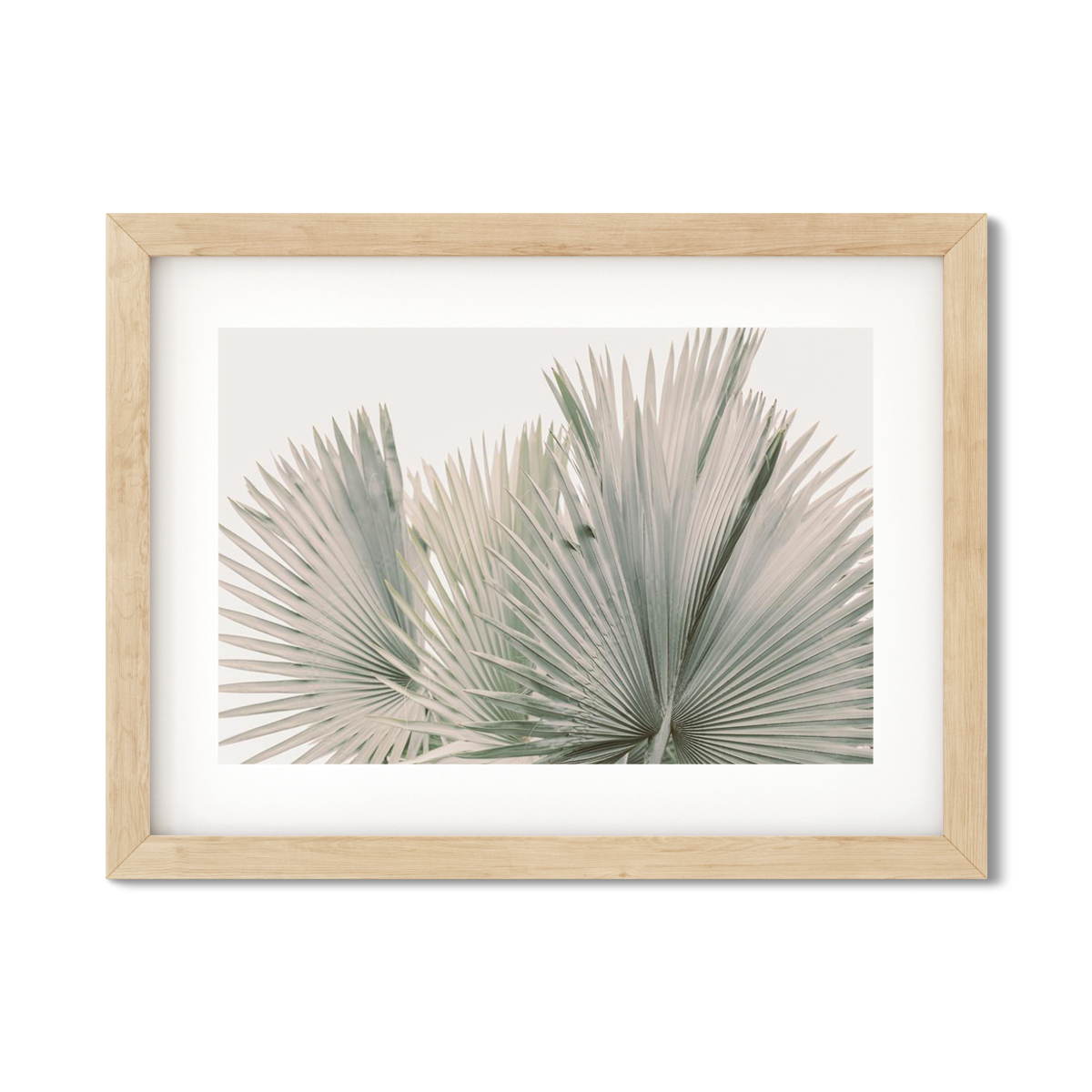 FAN PALM NO. 7