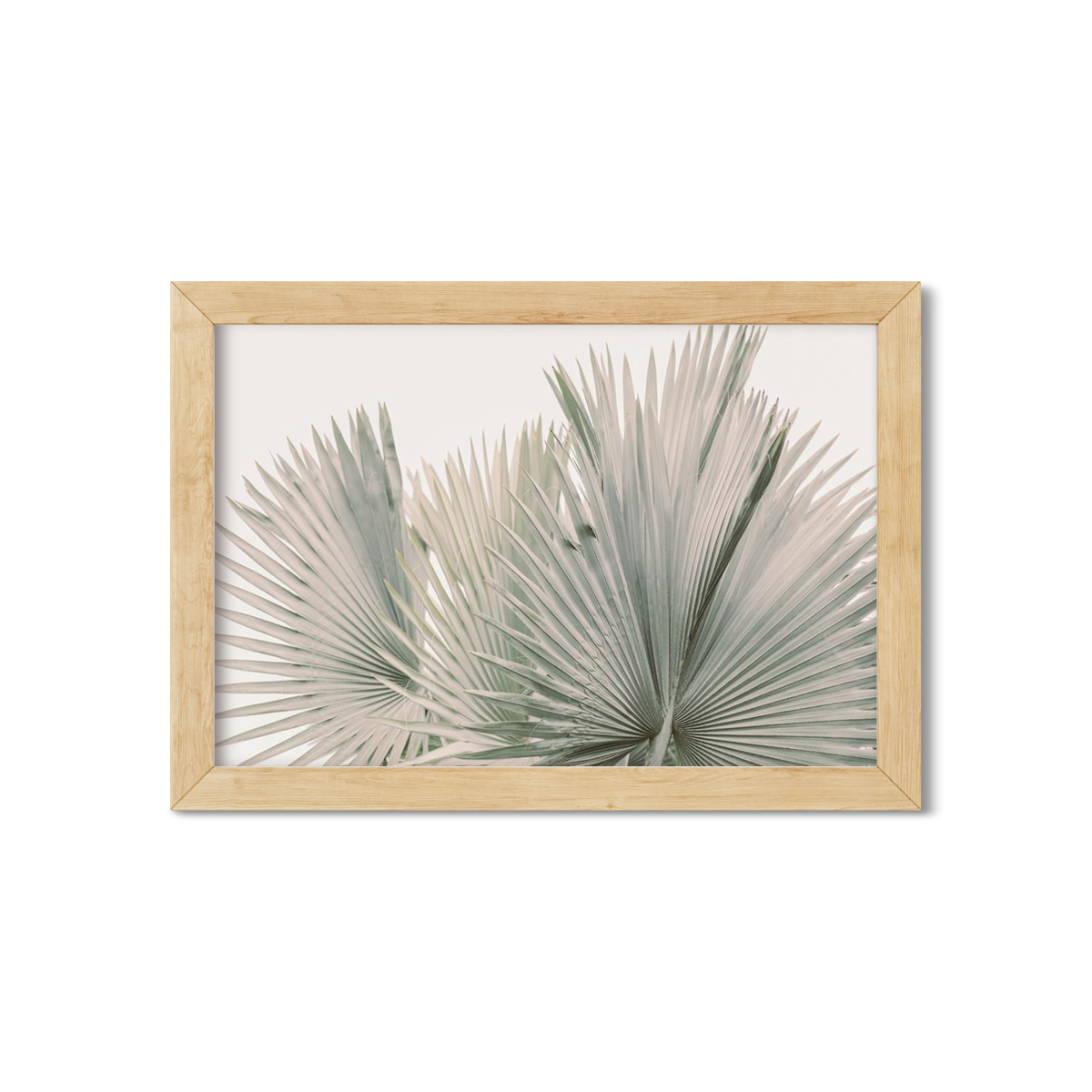 FAN PALM NO. 7