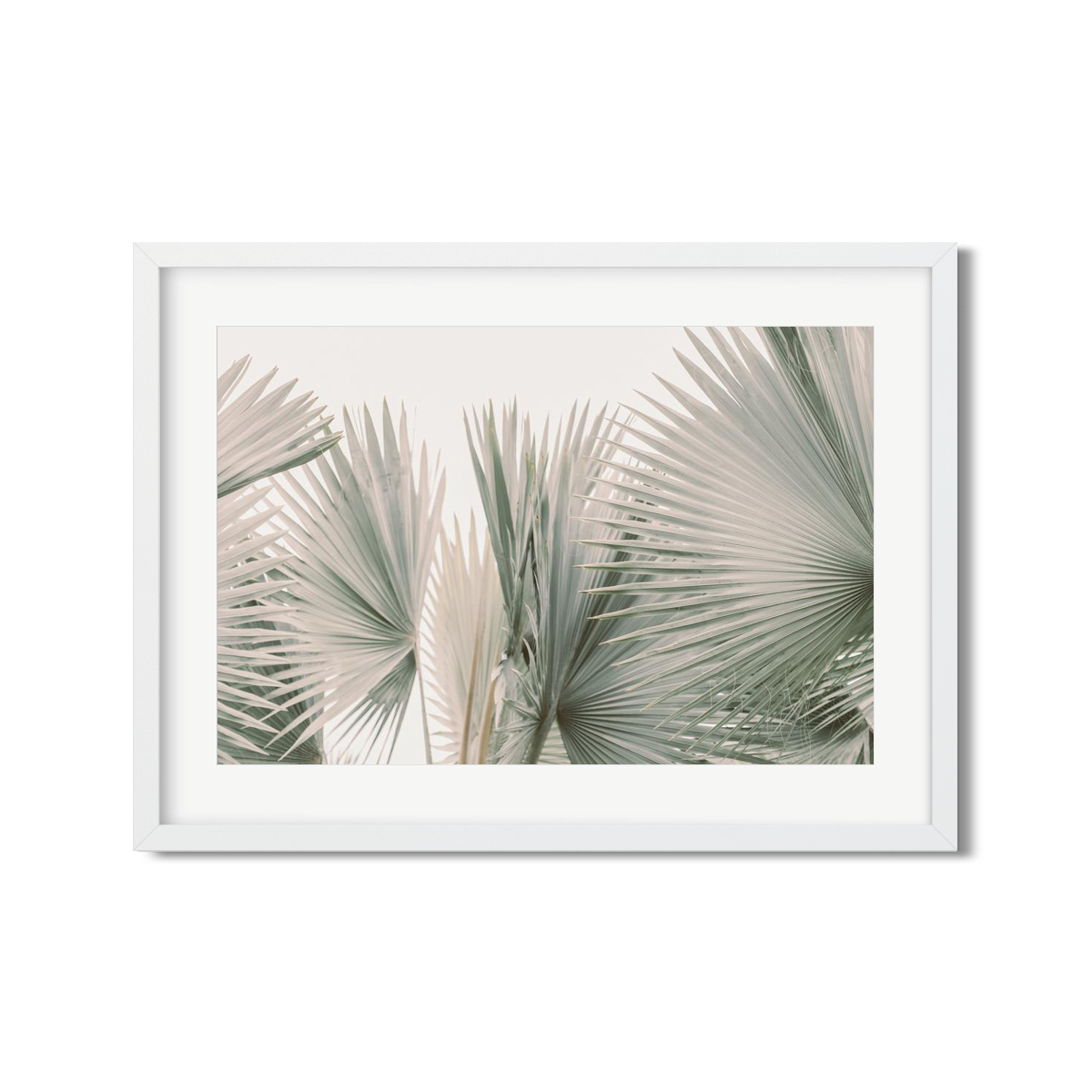 FAN PALM NO. 9