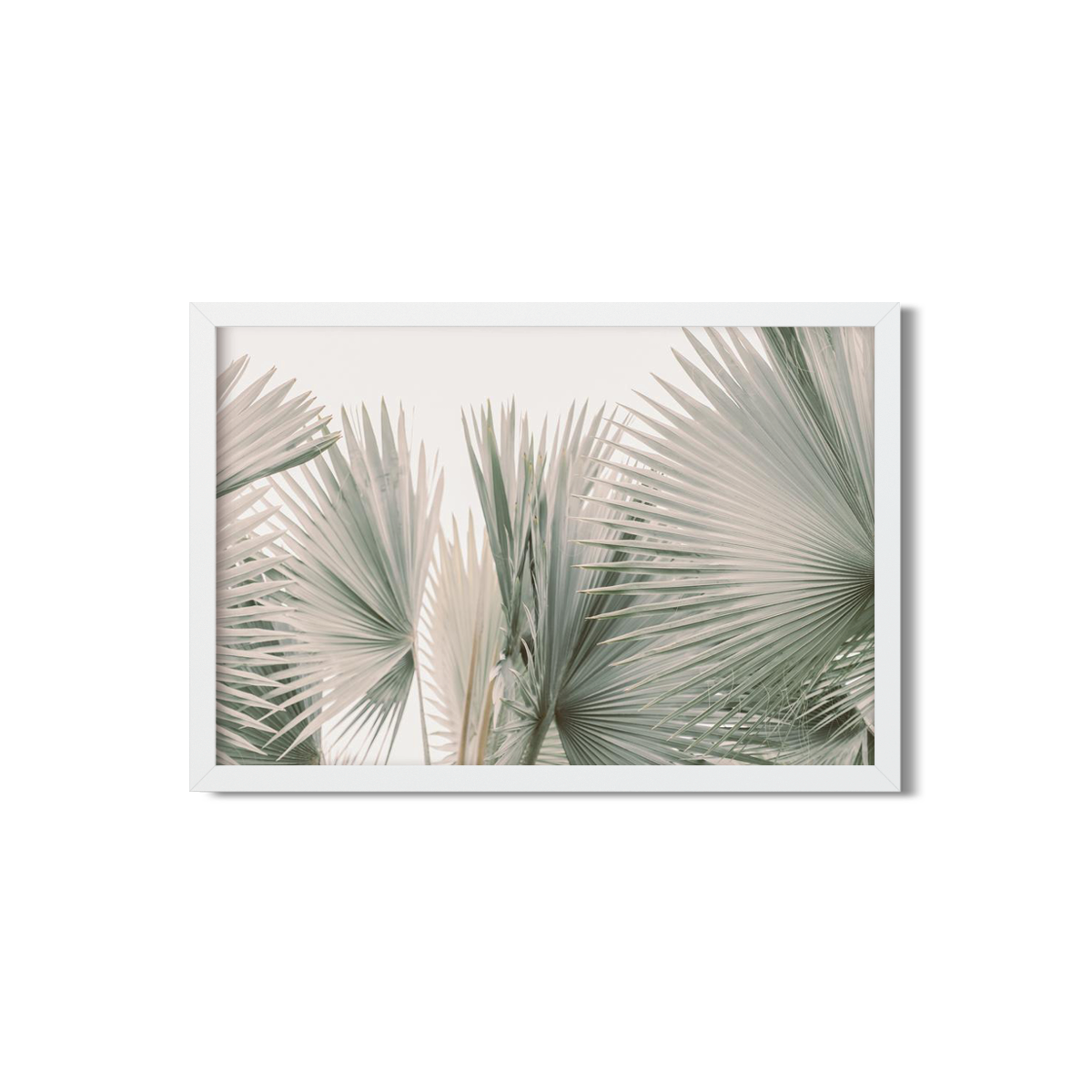 FAN PALM NO. 9