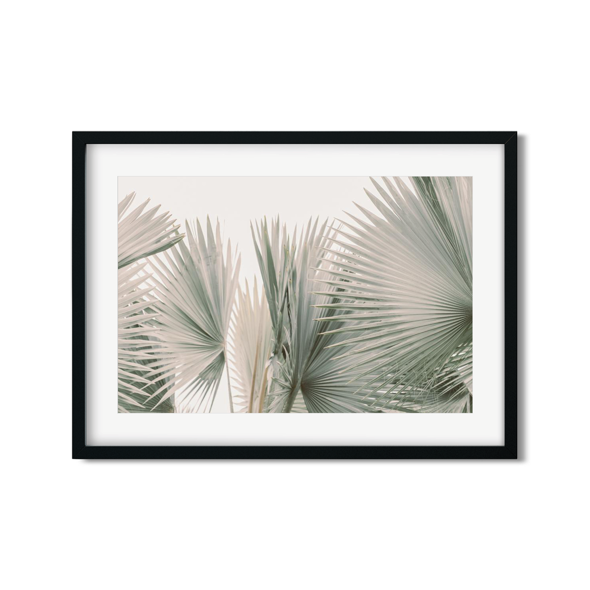 FAN PALM NO. 9