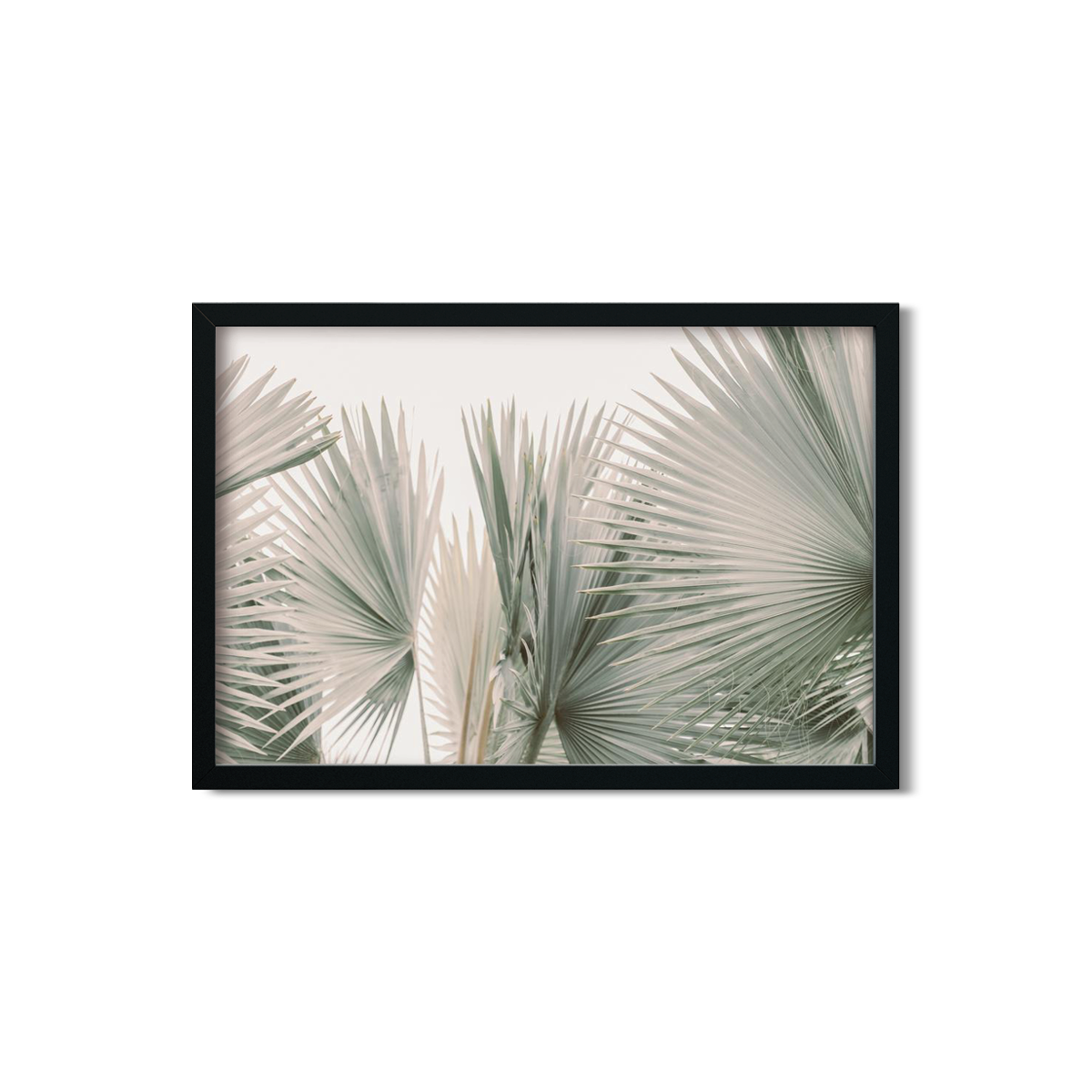 FAN PALM NO. 9