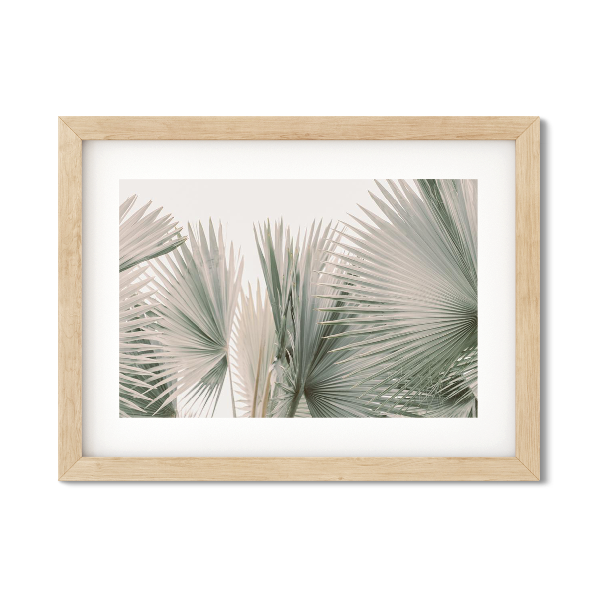FAN PALM NO. 9