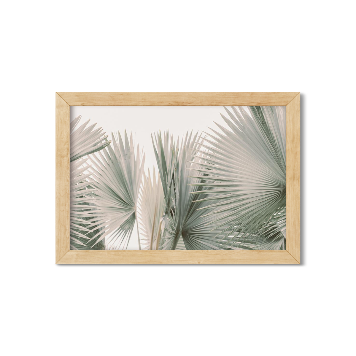 FAN PALM NO. 9