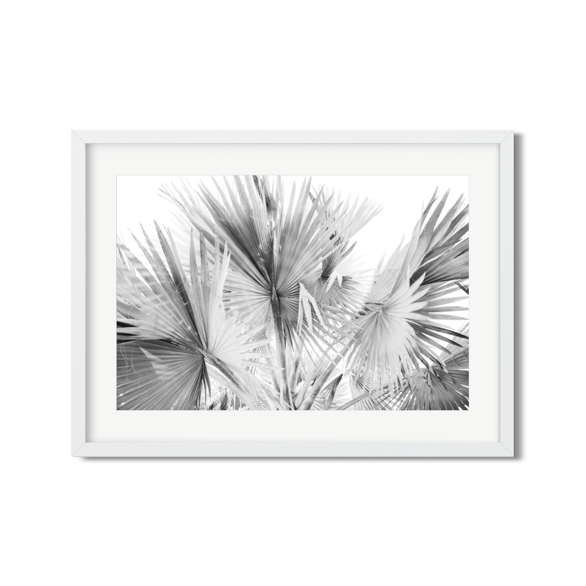 FAN PALMS NO. 12