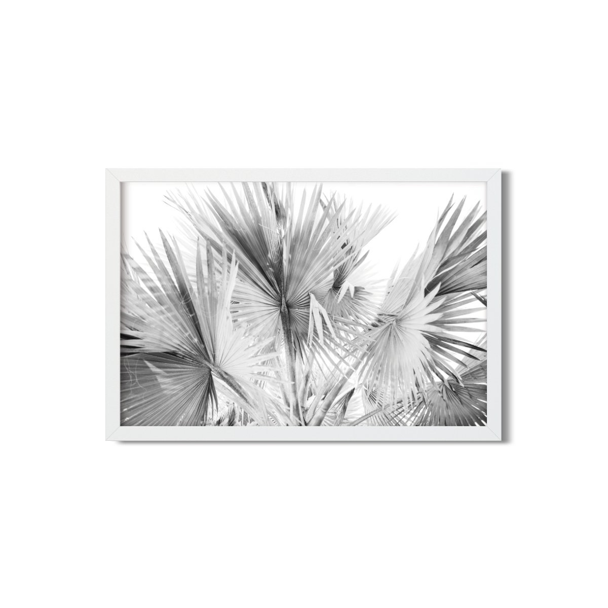 FAN PALMS NO. 12
