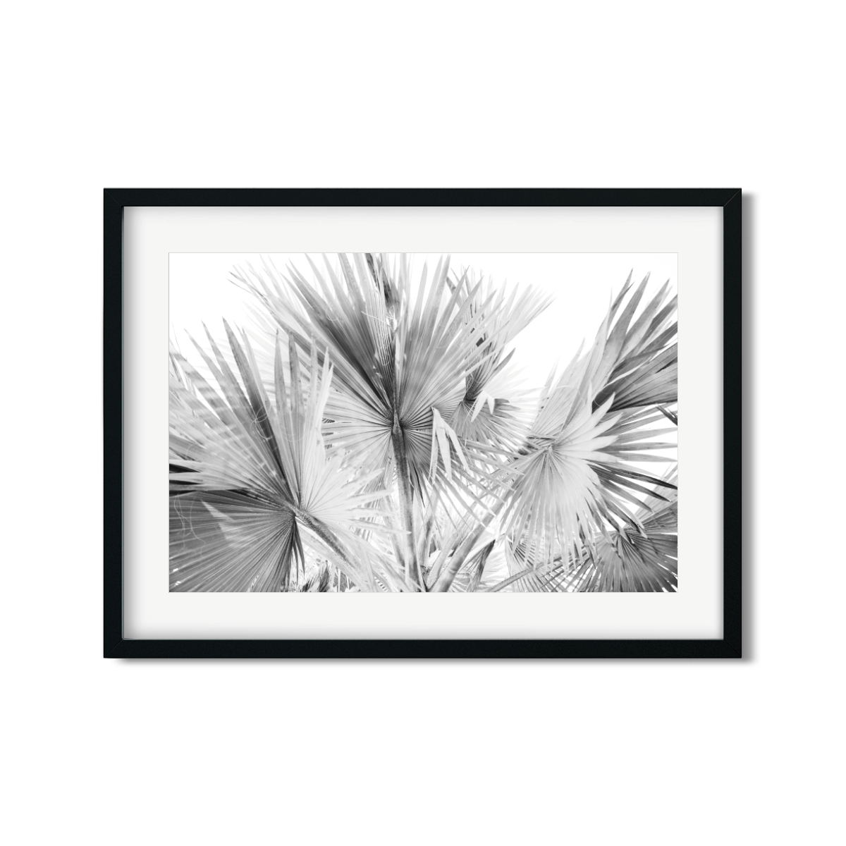 FAN PALMS NO. 12