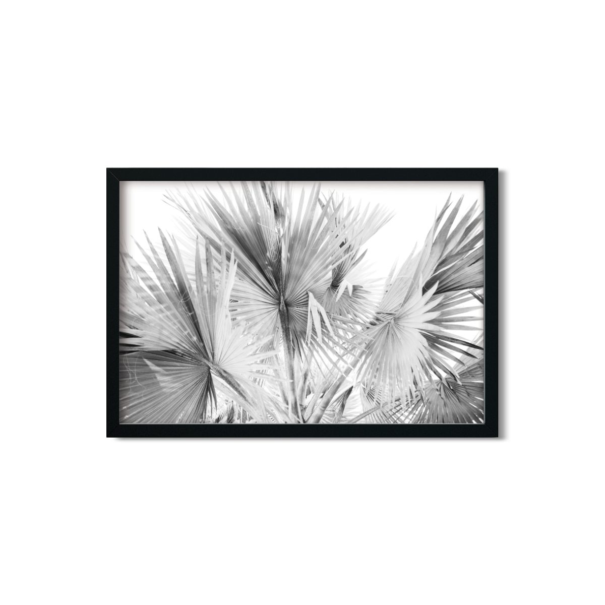FAN PALMS NO. 12