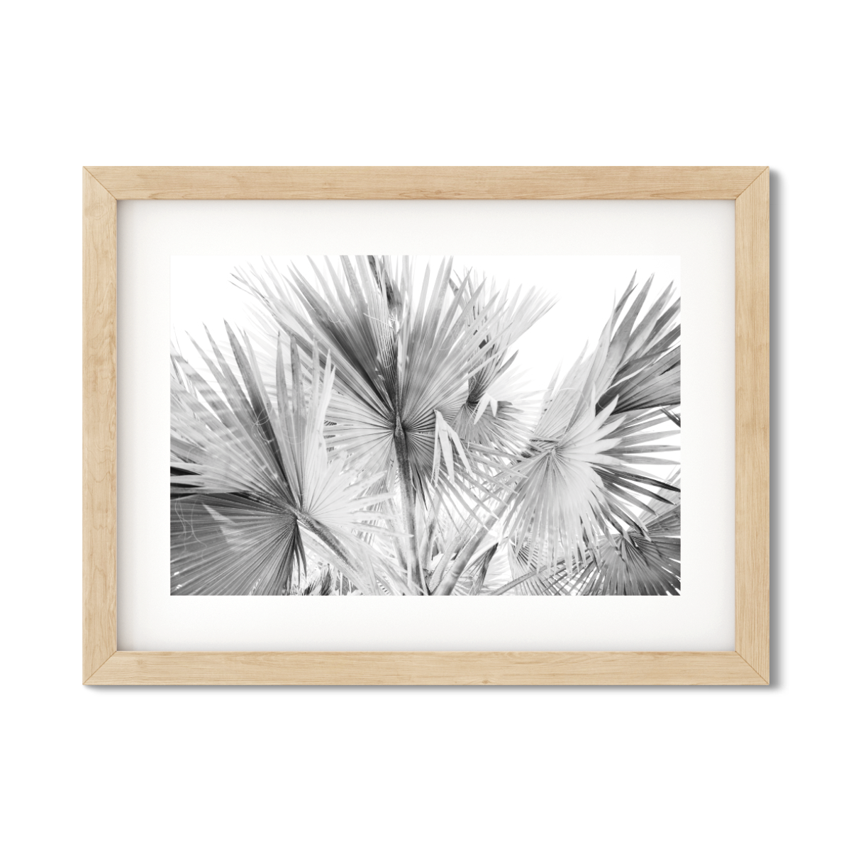 FAN PALMS NO. 12