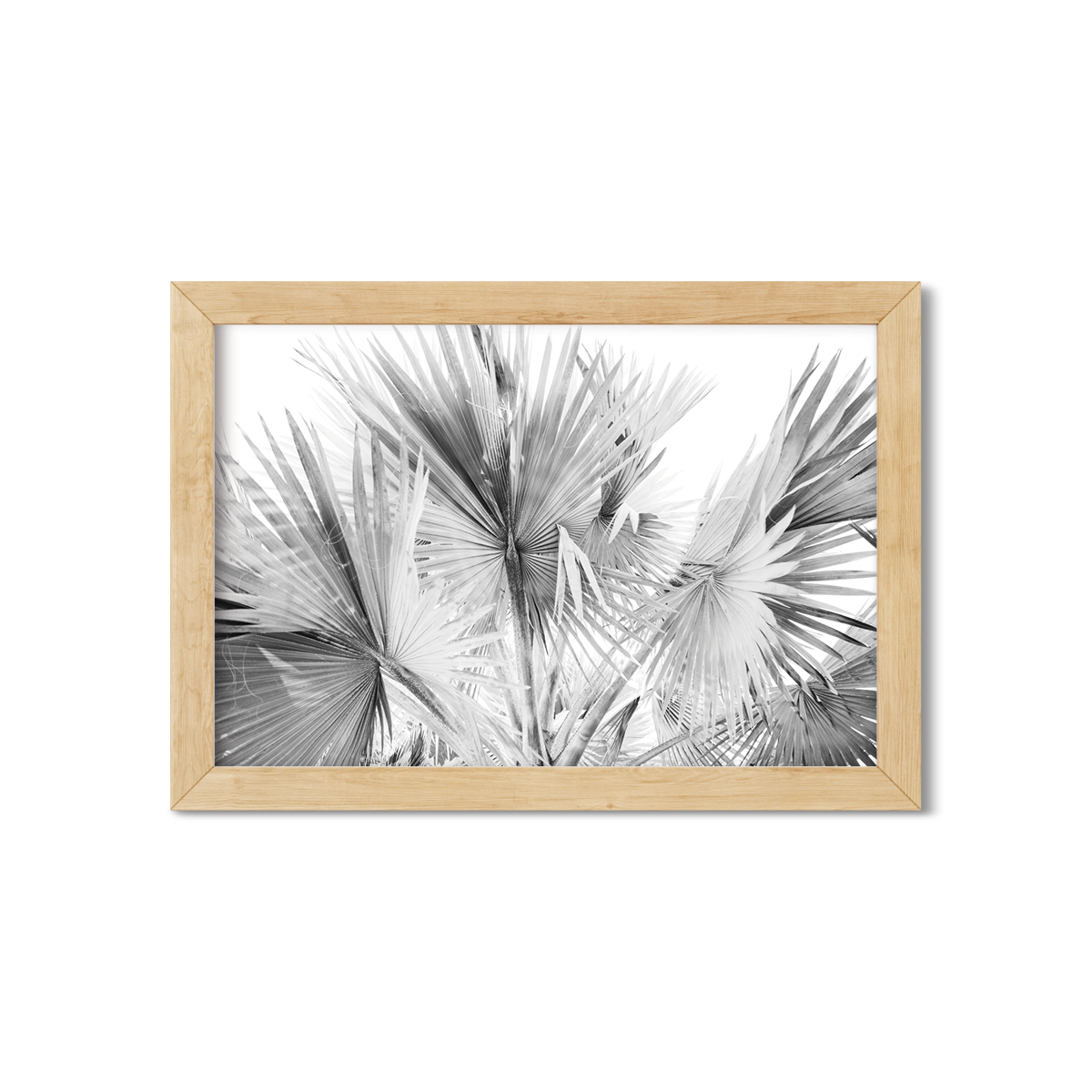 FAN PALMS NO. 12