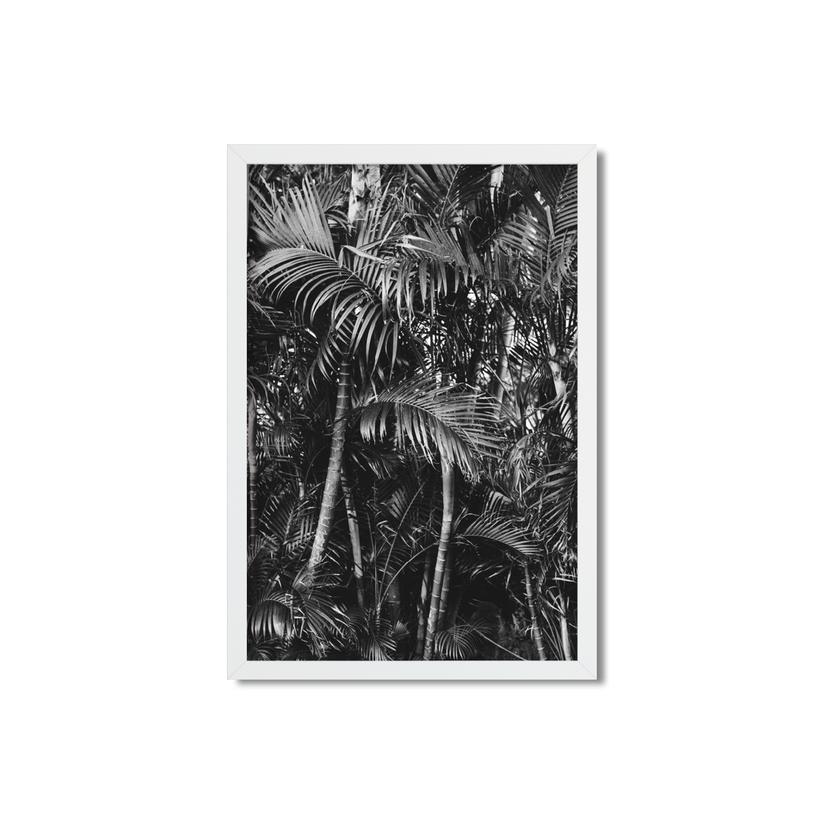 HAWAIIAN PALM TREES