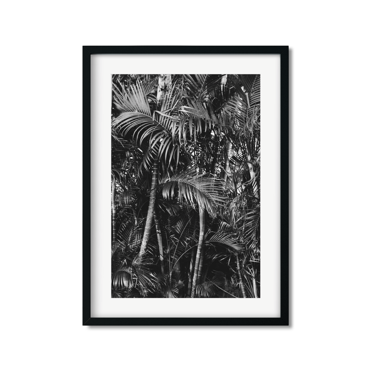 HAWAIIAN PALM TREES