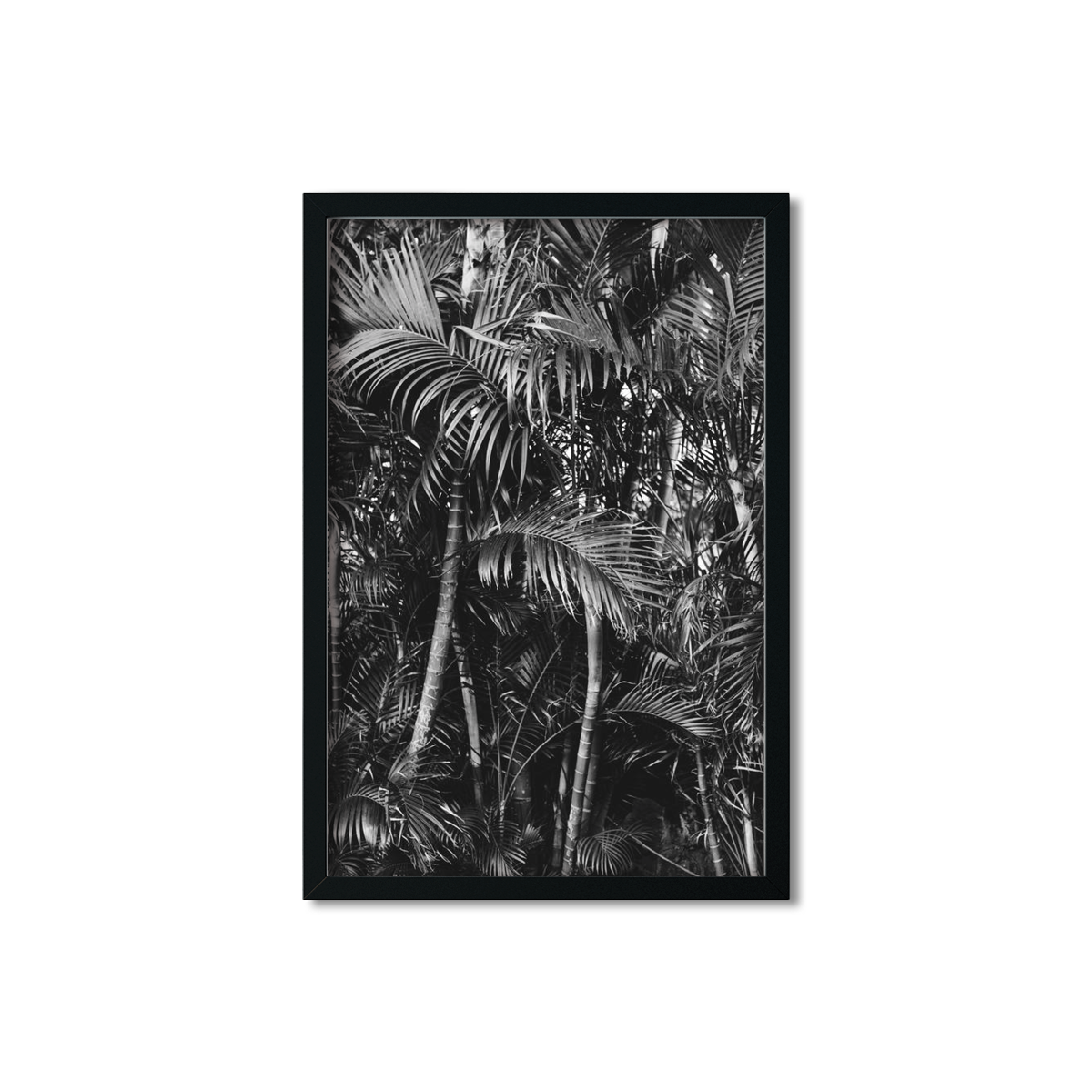 HAWAIIAN PALM TREES