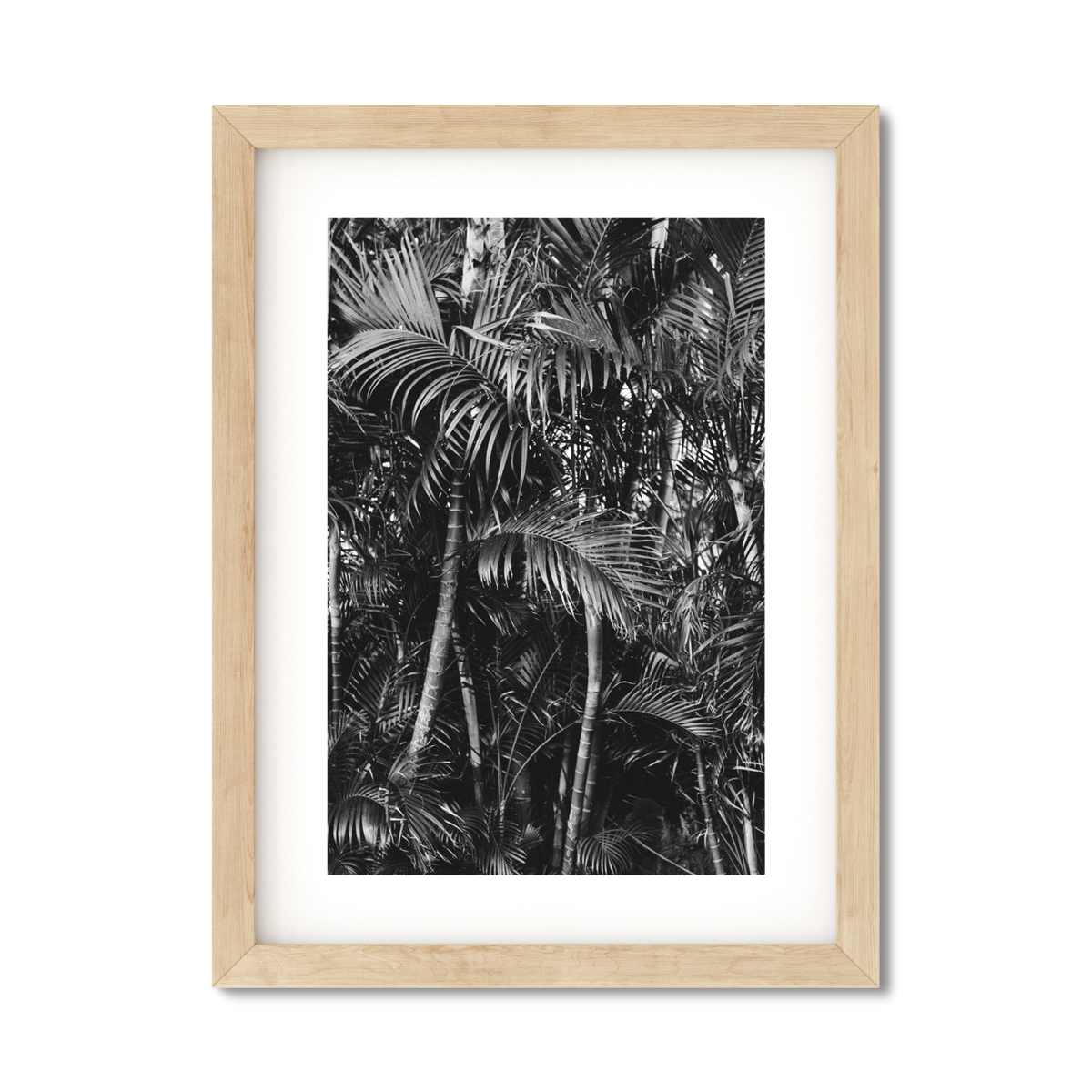 HAWAIIAN PALM TREES