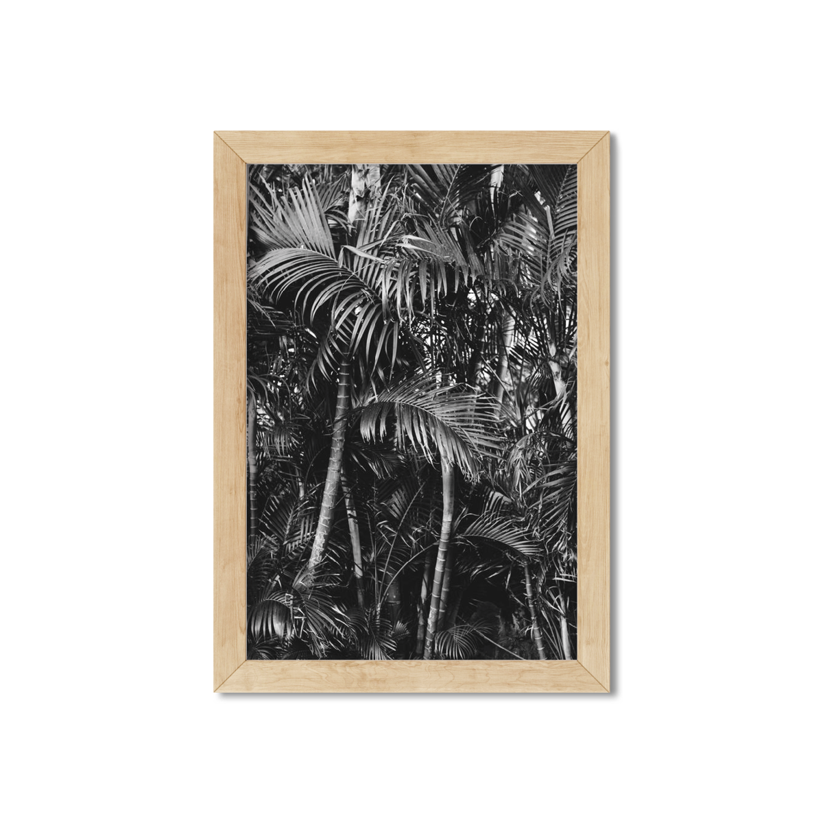 HAWAIIAN PALM TREES