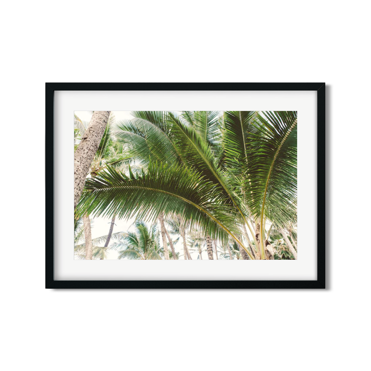 HAWAIIAN PALM TREES NO. 12