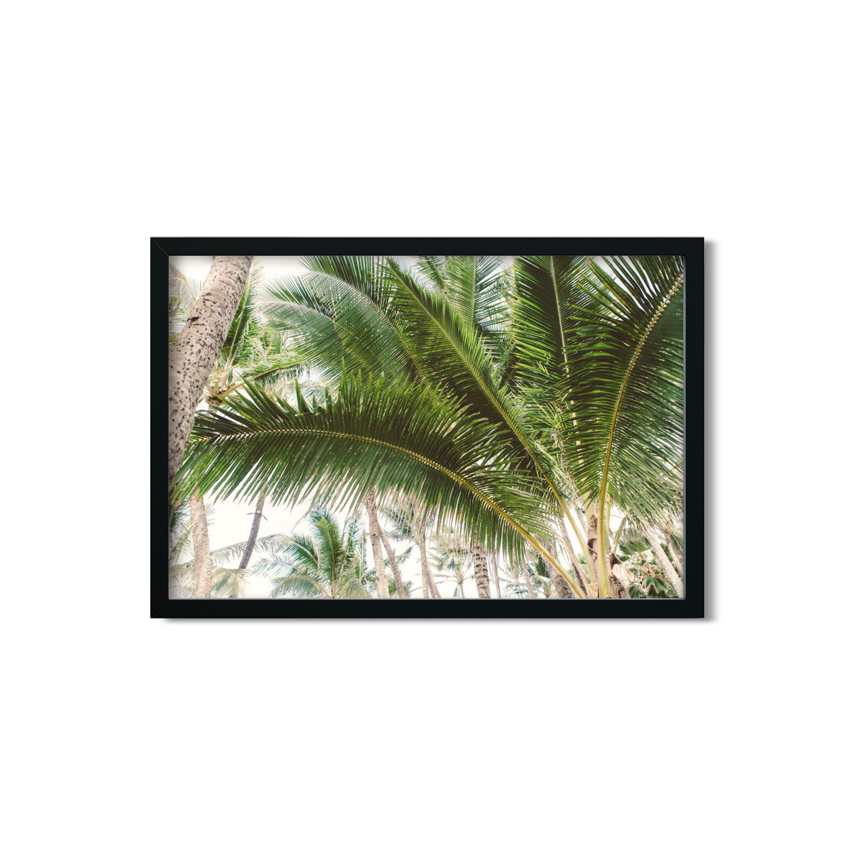 HAWAIIAN PALM TREES NO. 12