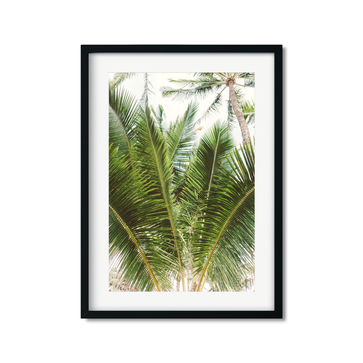 HAWAIIAN PALM TREES NO. 13