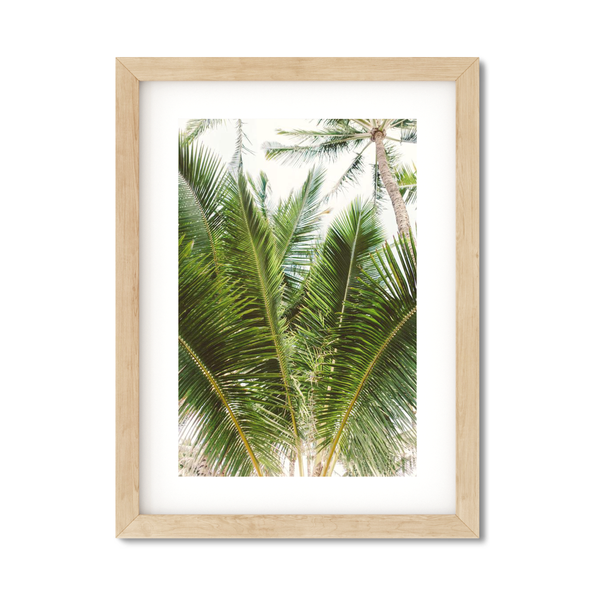 HAWAIIAN PALM TREES NO. 13