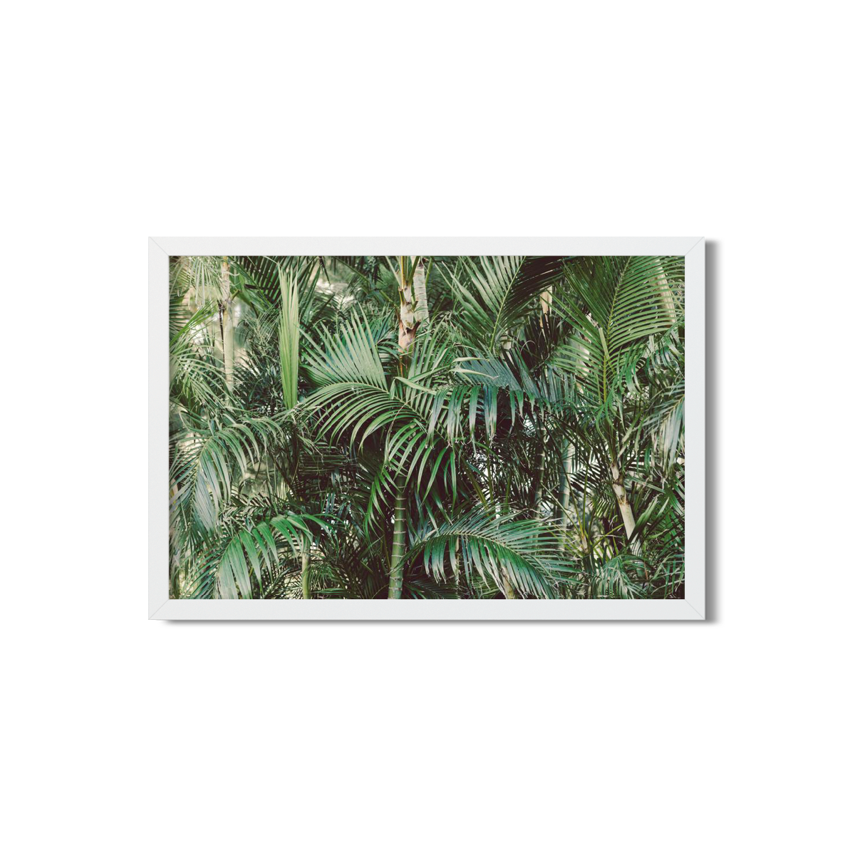 HAWAIIAN PALM TREES NO. 17