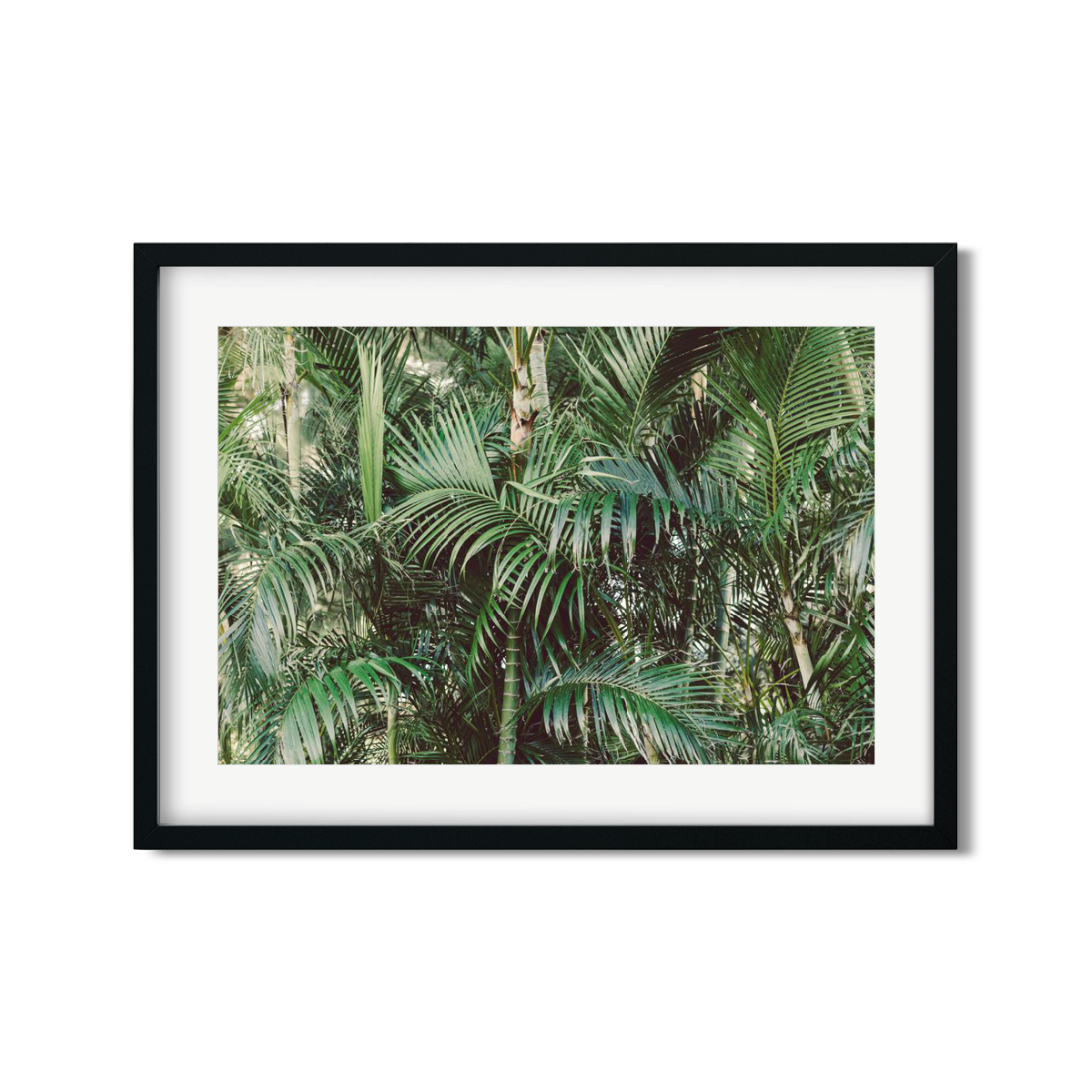 HAWAIIAN PALM TREES NO. 17