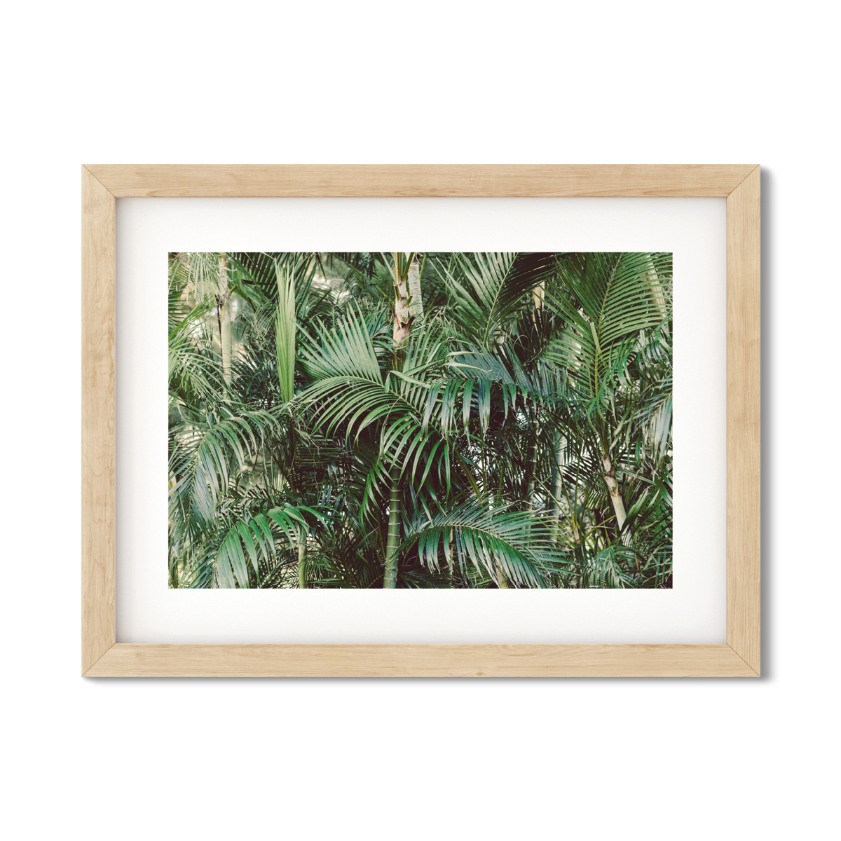HAWAIIAN PALM TREES NO. 17