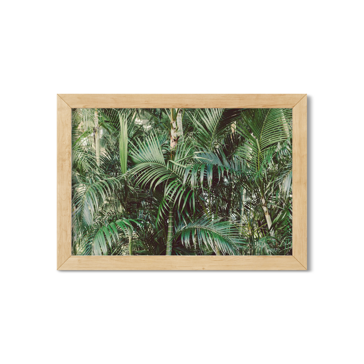 HAWAIIAN PALM TREES NO. 17