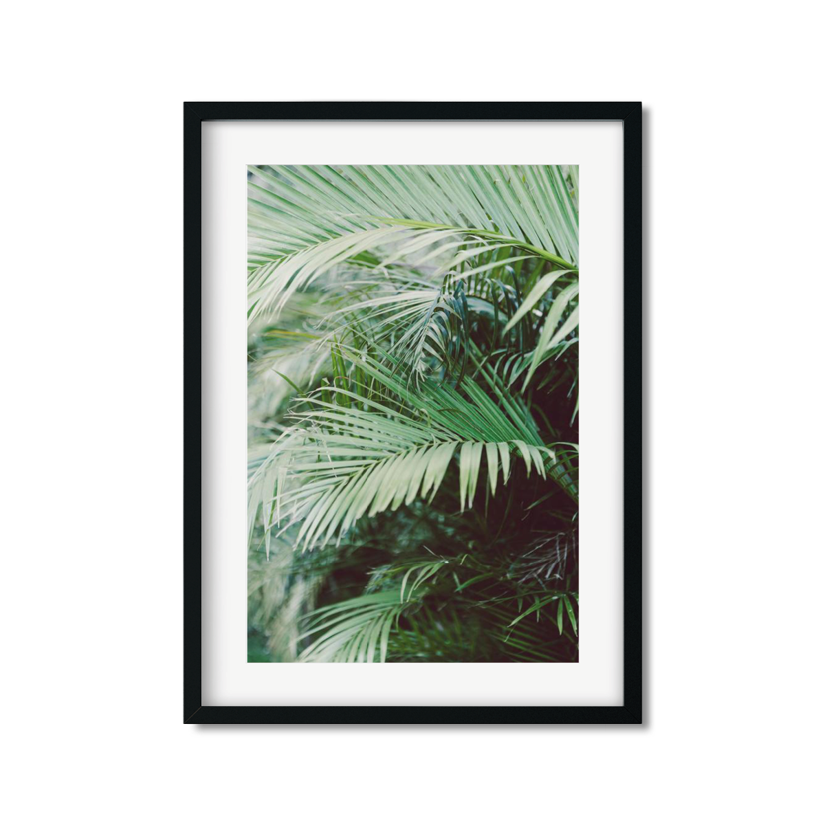 HAWAIIAN PALM TREES NO. 18