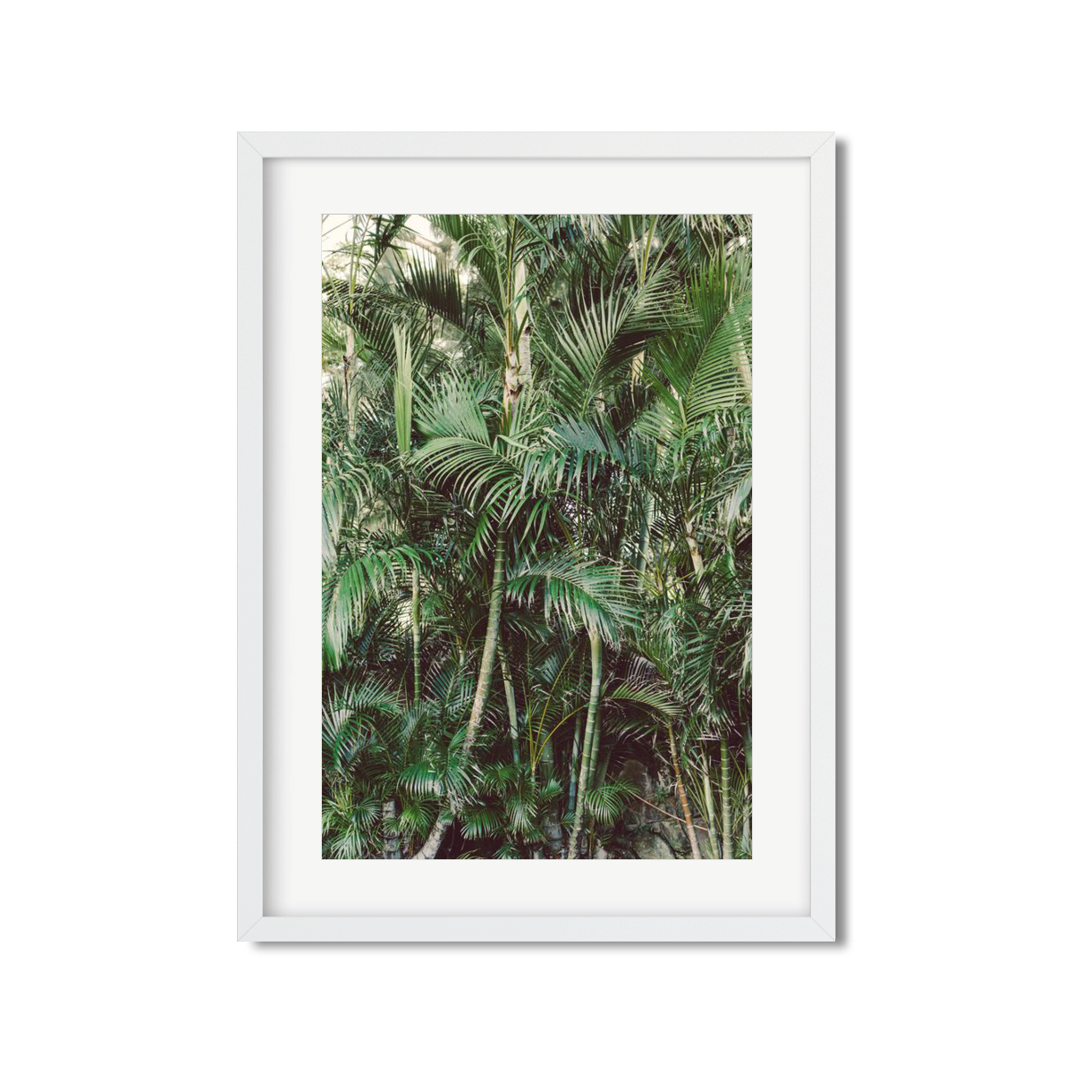 HAWAIIAN PALM TREES NO. 19