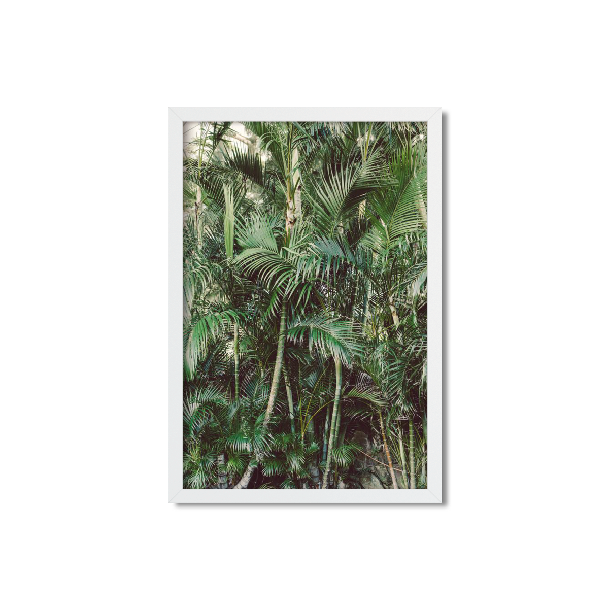 HAWAIIAN PALM TREES NO. 19