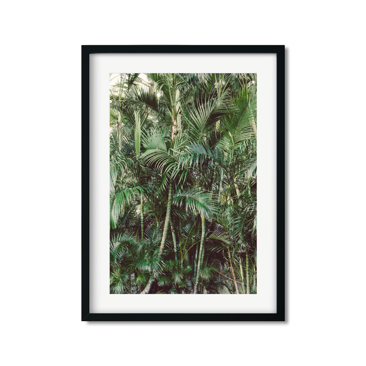 HAWAIIAN PALM TREES NO. 19