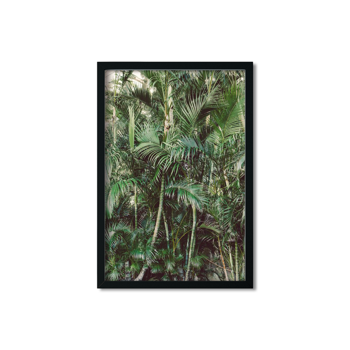 HAWAIIAN PALM TREES NO. 19