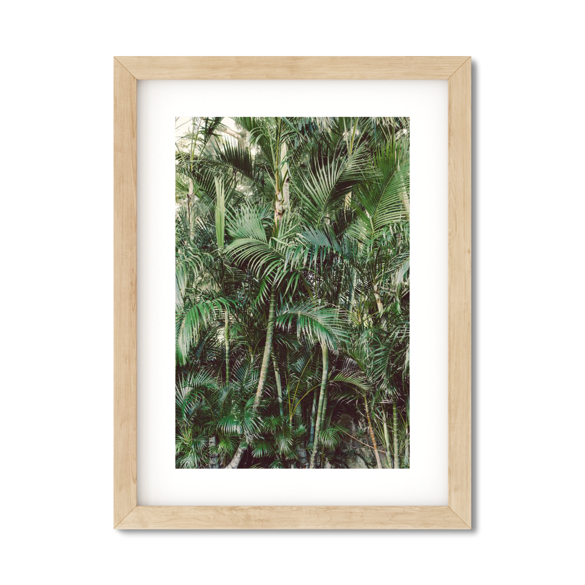 HAWAIIAN PALM TREES NO. 19