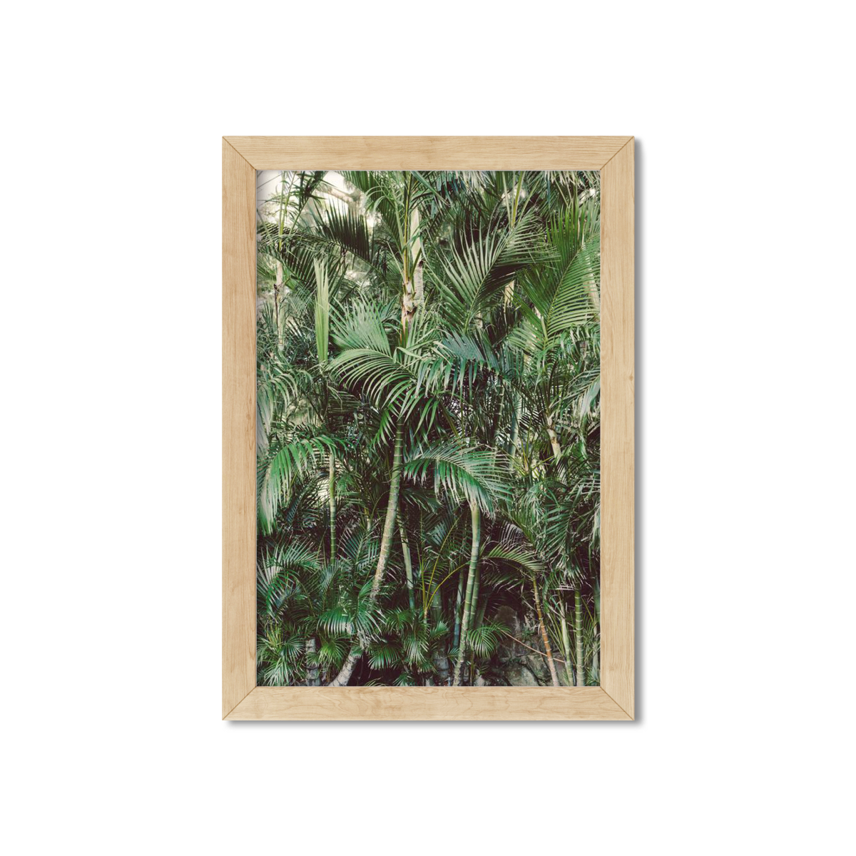 HAWAIIAN PALM TREES NO. 19