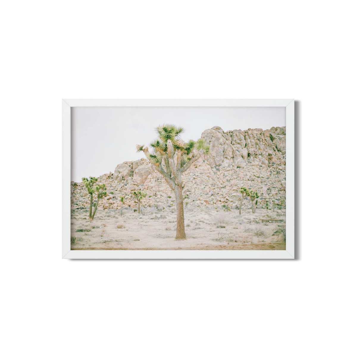 JOSHUA TREE