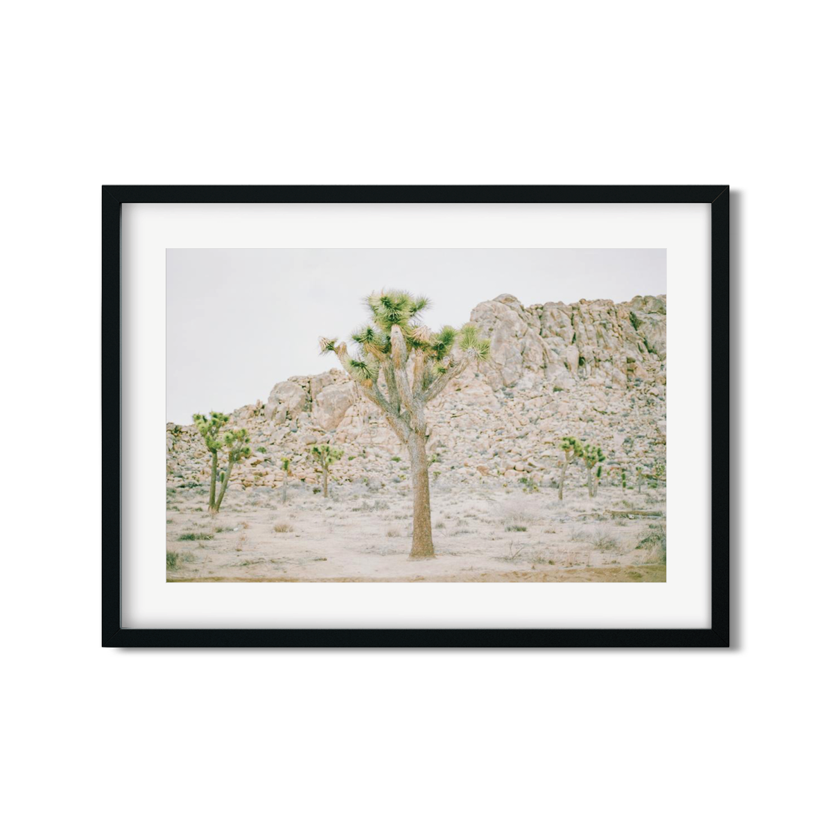 JOSHUA TREE